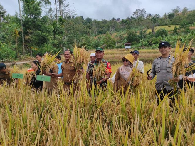 
					Babinsa Koramil 04/Tigalingga Hadiri Panen Raya Padi, Dukung Swasembada Pangan Bersama Petani Gunung Meriah