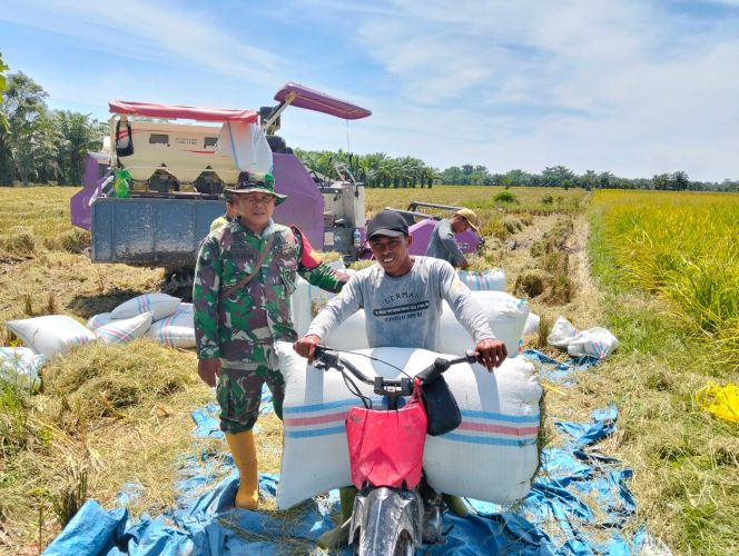 
					*Babinsa Koramil 09/NL Pendampingan Ketahanan Pangan Panen Padi Balik Damen*