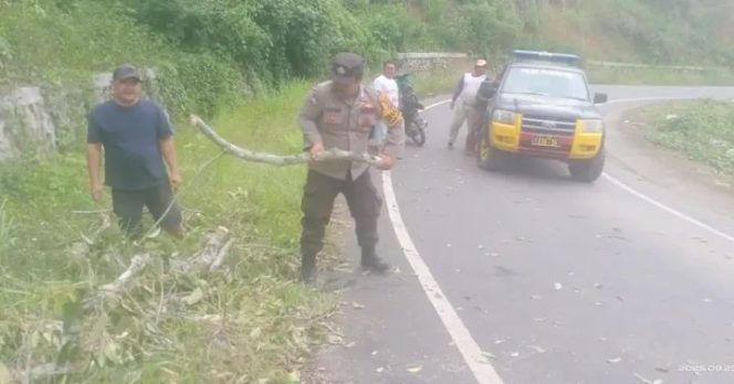 Cuaca Ekstrem, Polsek Tigabinanga Evakuasi Pohon Tumbang yang Halangi Jalan