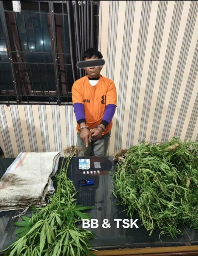 Satresnarkoba Polres Tanah Karo Ringkus Petani di Selandi, Sita Sabu dan Tanaman Ganja