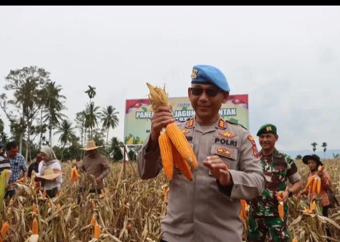Polres Tanah Karo Gelar Panen Raya Serentak Kuartal III di Desa Singgamanik
