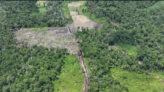 TBS dari Kawasan Cagar Rawa Singkil: Bukti Perambahan, Aliran ke PMKS di Subulussalam, dan Konsekuensi Hukumnya
