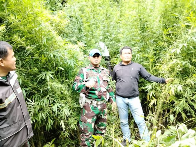 Mantap Aksi trabas Kodim 0205/ Tanah Karo Babat ladang ganja desa pancur batu kecamatan merek kabupaten Karo.