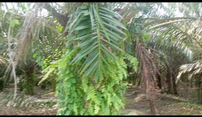 Pohon Kelapa Sawit Kebun Adolina Terlihat Gondrong Seperti Terlantar dan Tak Terawat.