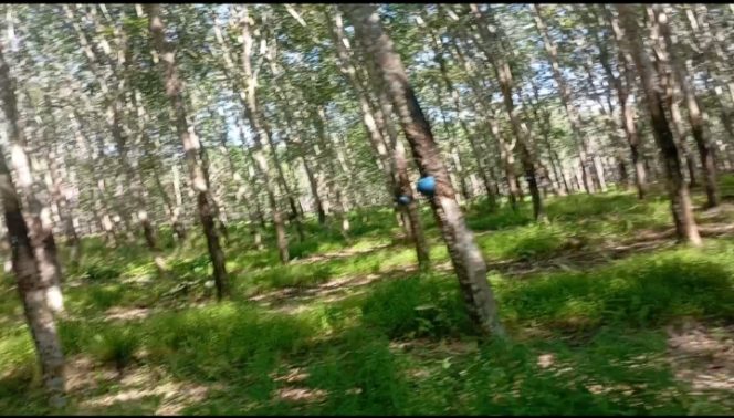 Penyadapan Karet di Kebun Tanah Raja Diduga Tidak Efektif dan Tidak Sesuai IK.