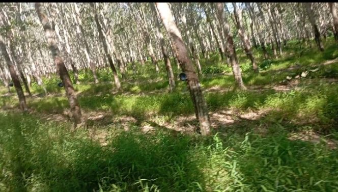 
					Manager Kebun Tanah Raja Paksa Penderes Bekerja Lebih Dari yang Telah Ditetapkan.