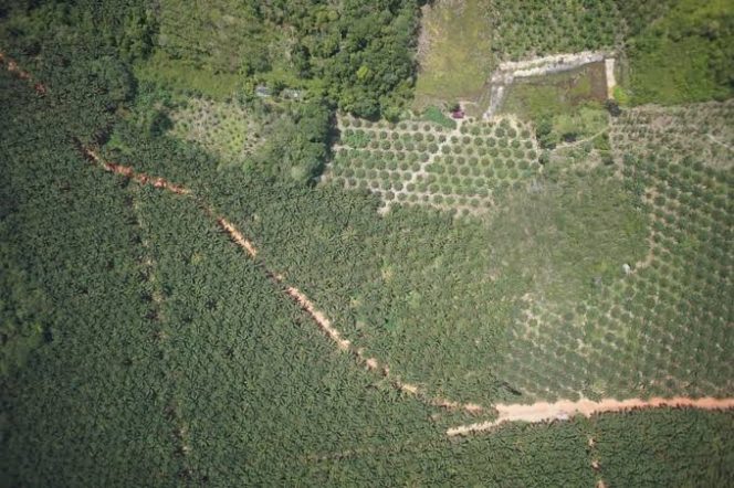 
					Distanbunkan Subulussalam: Perkebunan Tanpa HGU Masih Beroperasi”