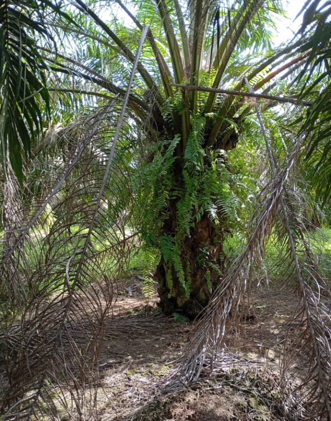 
					Pelepah Sawit di Kebun Tanah Raja Terlihat Mengering dan Masih Bergelantungan Seperti Tidak Terawat.