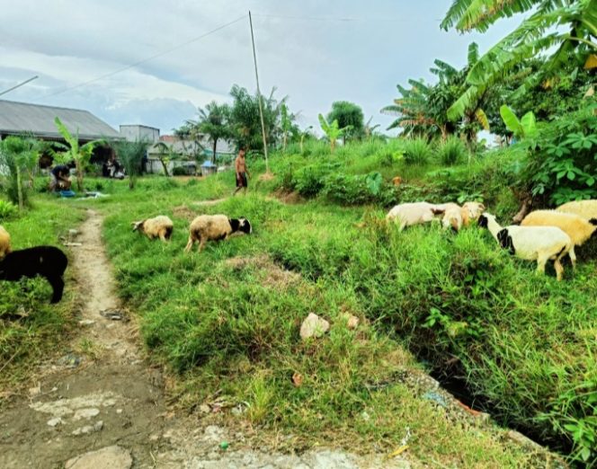 
					Usaha Jual Beli Kambing Domba “TH38rother’s farm” Hadir di Karang Bahagia.