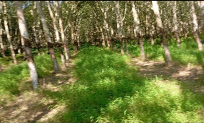 
					Pekerjaan Kutip Kompo di Kebun Tanah Raja Diduga Tidak Sesuai Dengan Prosedur Sehingga Sangat Merugikan Penderes.