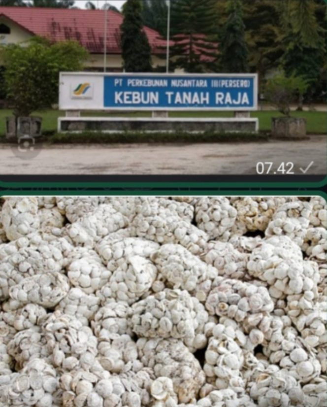 
					Retno Pratama Asisten Afdeling 2 Kebun Tanah Raja Tidak Mau Memberikan Jawaban yang Jelas dan Pasti Ketika Dikonfirmasi Wartawan.