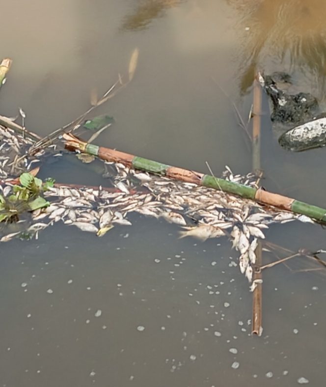 
					Masyarakat Desa Liberia Dihebohkan Dengan Banyaknya Ikan Pada Mati di Sungai, Diduga Akibat Limbah.