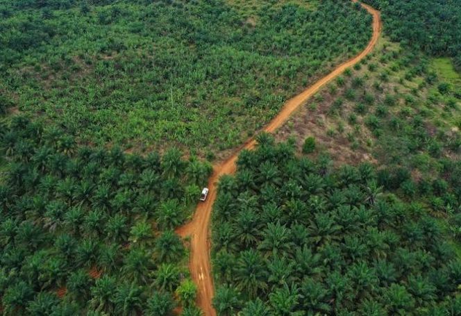 
					PERKEBUNAN DI SUBULUSSALAM BEROPERASI TANPA IZIN LENGKAP, MASYARAKAT PROTES KARENA TINDAKAN PEMKO SEKARANG SENYAP