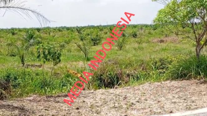 
					TBM Pohon Sawit di Afdeling VII Kebun Tanjung Garbus Terlihat Tidak Terawat, Dugaan Anggaran Perawatan Dikorupsi, Mencuat.