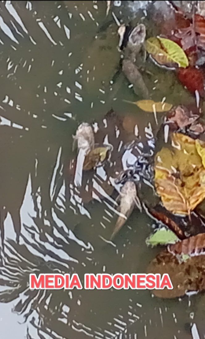 
					Satu Bulan Lebih Berlalu, Hasil Lab “Misterius”, Kasus Ribuan Ikan Mati di Sungai Liberia Menggantung.