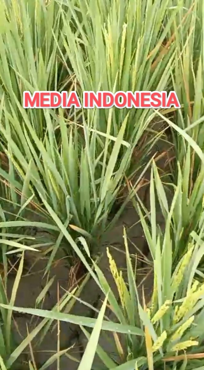 
					Petani Pematang Guntung Menjerit Sawah Kering, Kadis Pertanian Sergai Bungkam Saat Dikonfirmasi.