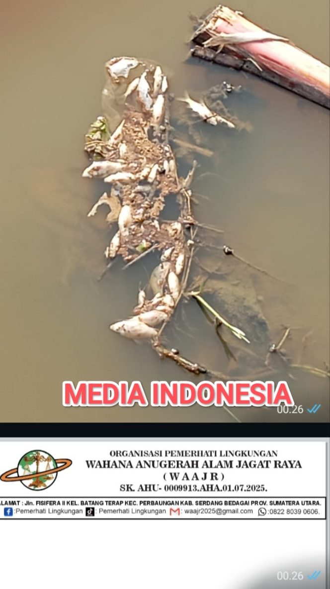 
					Pelapor Kasus Ribuan Ikan Mati Massal Diduga Akibat Limbah Kilang Ubi, Feber Andro Sirait, Mengaku Tidak Tahu Perkembangan Hasil Lab, “Memunculkan Tanda Tanya Besar.”