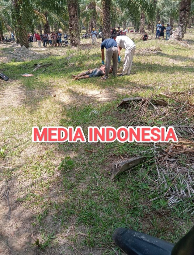
					Desa Mata Pao Digegerkan Penemuan Mayat Diduga Korban Pembunuhan di Areal Perkebunan PT Socfindo Kebun Mata Pao.