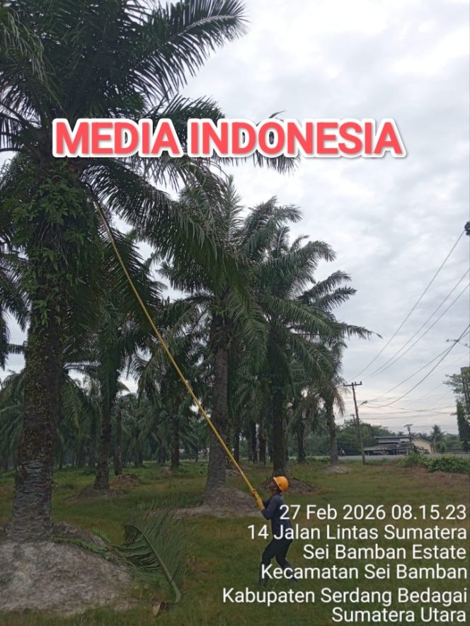 
					Terkait Isu Pemanen Dibawah Jaringan Listrik, Asisten Afdeling VII Tegaskan Prosedur K3 Berjalan dan Sanksi Karyawan Pelanggar.