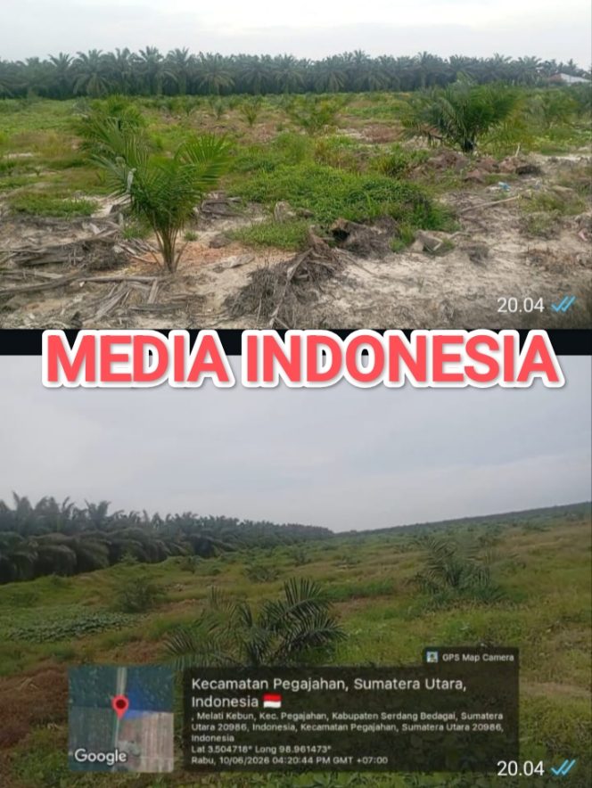 
					Dugaan Pembiaran TBM di PTPN IV Regional 2 Kebun Melati yang Terlihat Tak Terawat, Anggaran Perawatan Dipertanyakan.