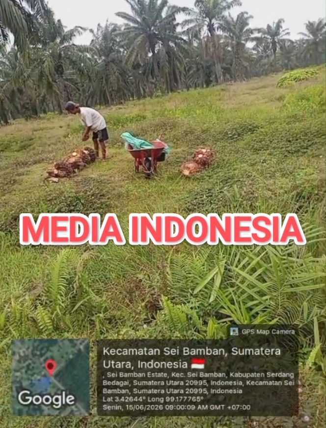 
					Sorotan K3 di Kebun Rambutan PTPN IV Regional 1: Pekerja Tanpa APD Lengkap Hingga Dugaan Pelibatan Anak Dibawah Umur.