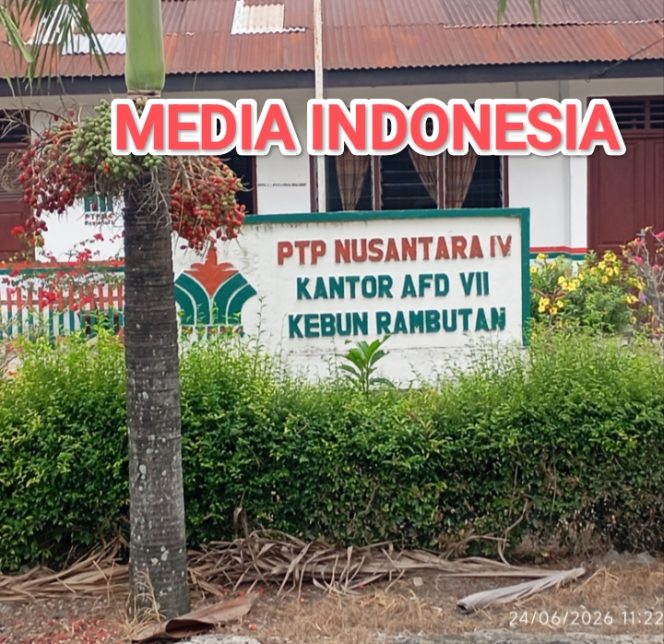 
					Kebun Rambutan PTPN IV Regional 1 Jadi Sorotan, Karena Diduga Gunakan Pekerja Informal dan Anak Dibawah Umur, Mendesak Pihak Management Tegakkan Regulasi K3.
