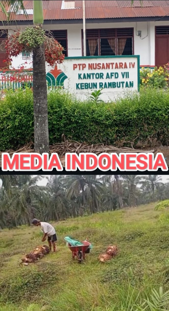 
					Asisten dan Mandor 1 Kebun Rambutan PTPN 4, Bungkam dan Blokir Kontak Awak Media, Terkait Regulasi K3 dan Isu Pekerjakan Anak Dibawah Umur.