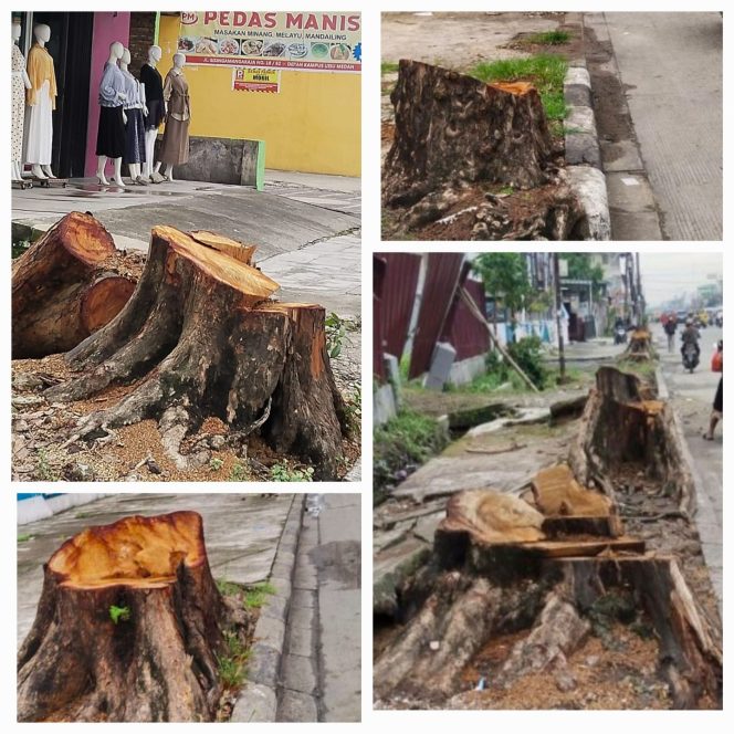 
					LSM KPK RI Soroti Adanya Dugaan Penebangan Puluhan Pohon Di Jalan SM Raja Medan