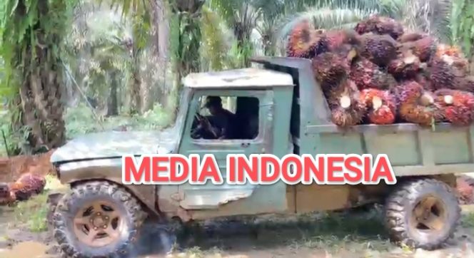 
					Tidak Menghormati Proses Hukum Masih Berjalan, PT Cinta Raja Terus Panen Sawit di Lahan HGU 03 Desa Pamah yang Masih Sengketa.