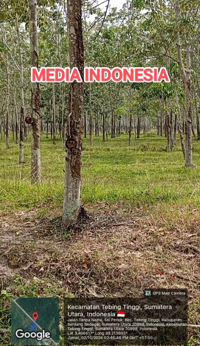 
					Dugaan Pelanggaran IK di Kebun Rambutan PTPN IV: Mangkok Lateks Kotor dan Talang Daun Rambung Jadi Sorotan.