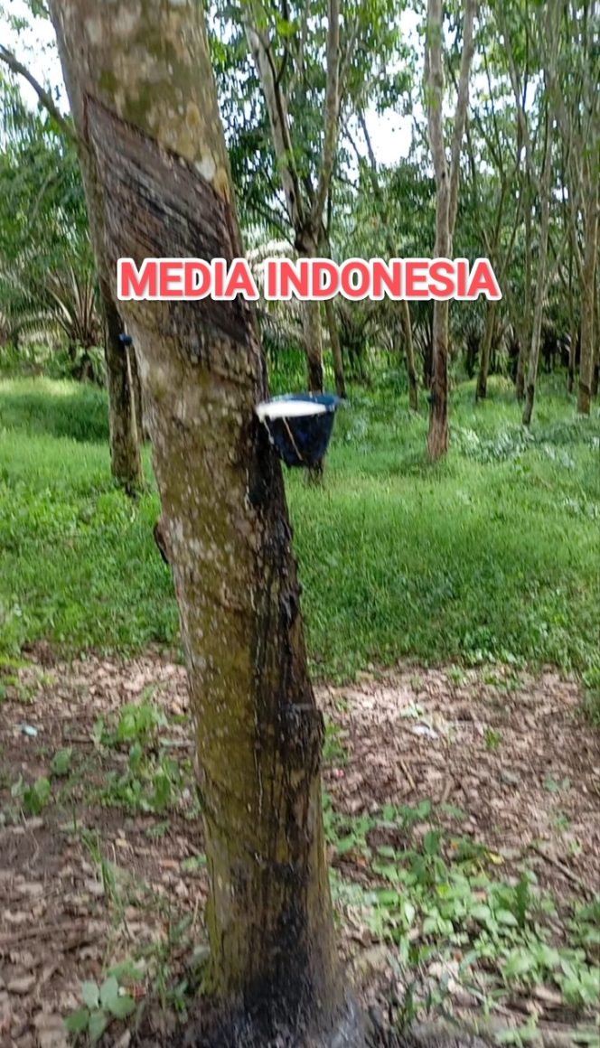 
					Dugaan Upah Kutip Kompo Tersendat, Asisten Afdeling 2 Kebun Tanah Raja PTPN IV Regional 1 Memilih Bungkam.